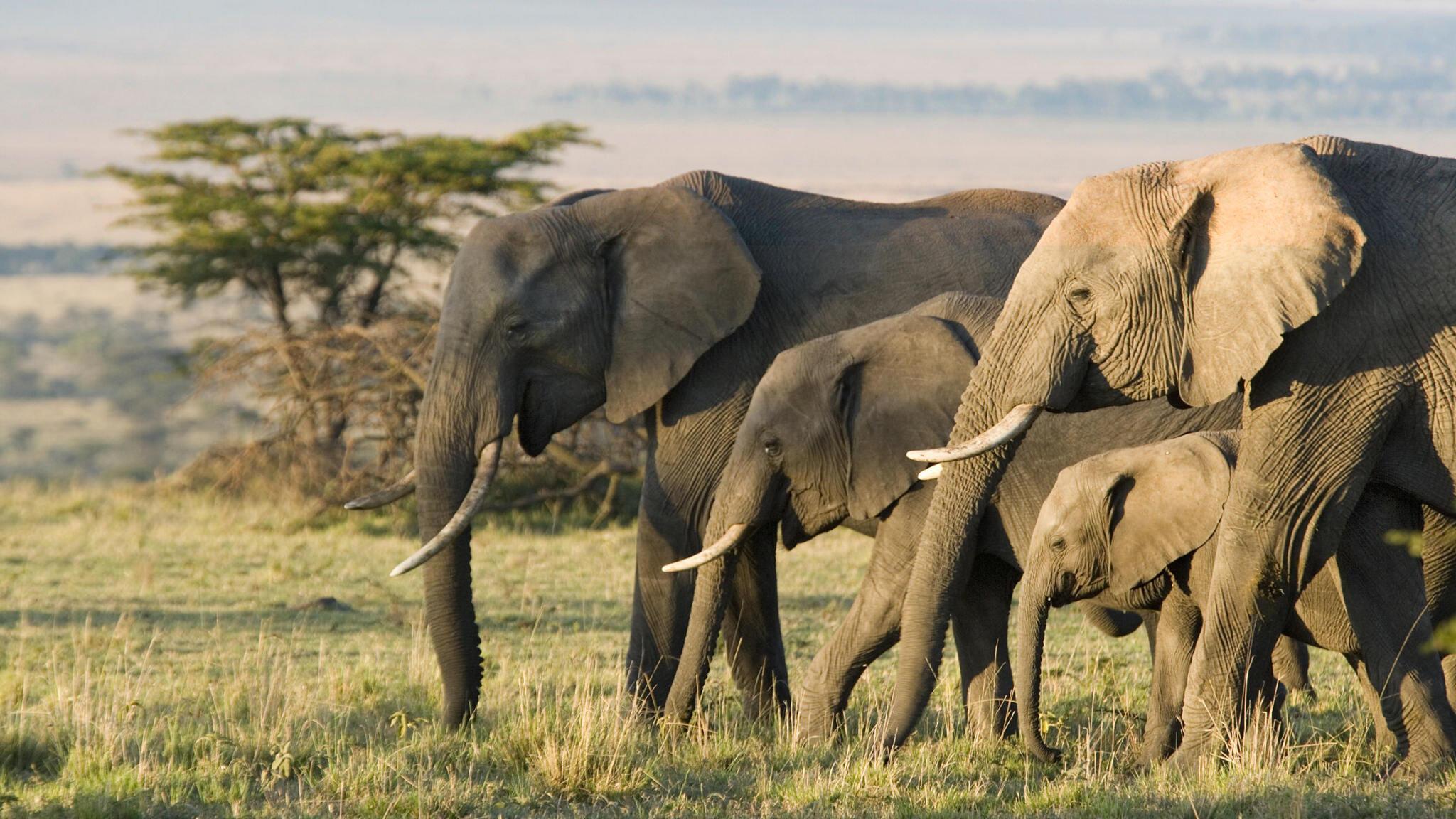 6 Day Private Wildlife and Cultural Tourism Safari