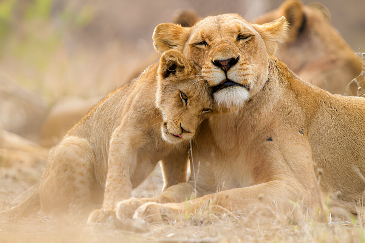 5 Days Tanzania Wildlife Safari with Entare Nature Explores