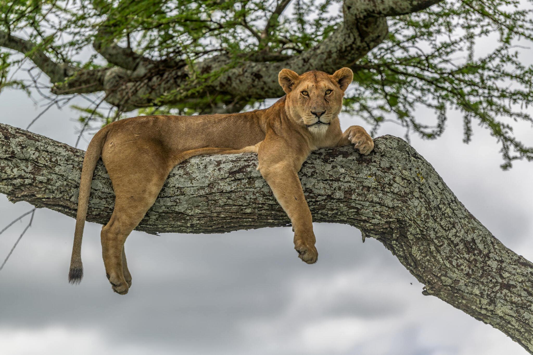 Serengeti National Park safari planning guide