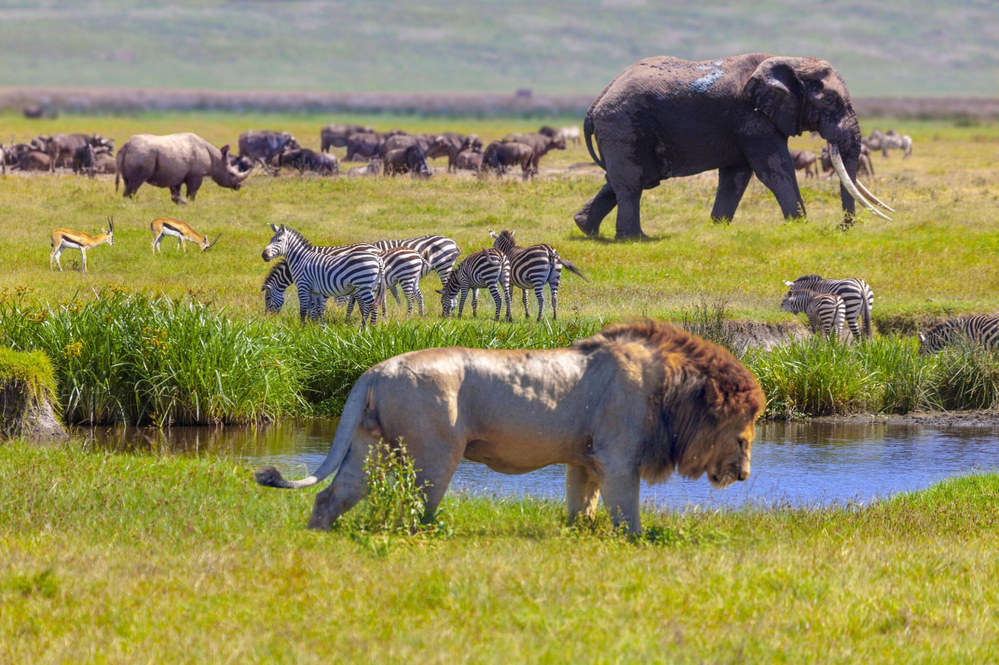 7 Days Tanzania Wildlife Safari with Entare Nature Explores