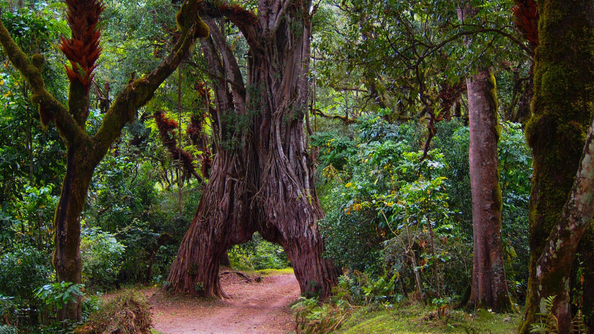 4 Days Mount Meru climbing tour with Entare Nature Explores