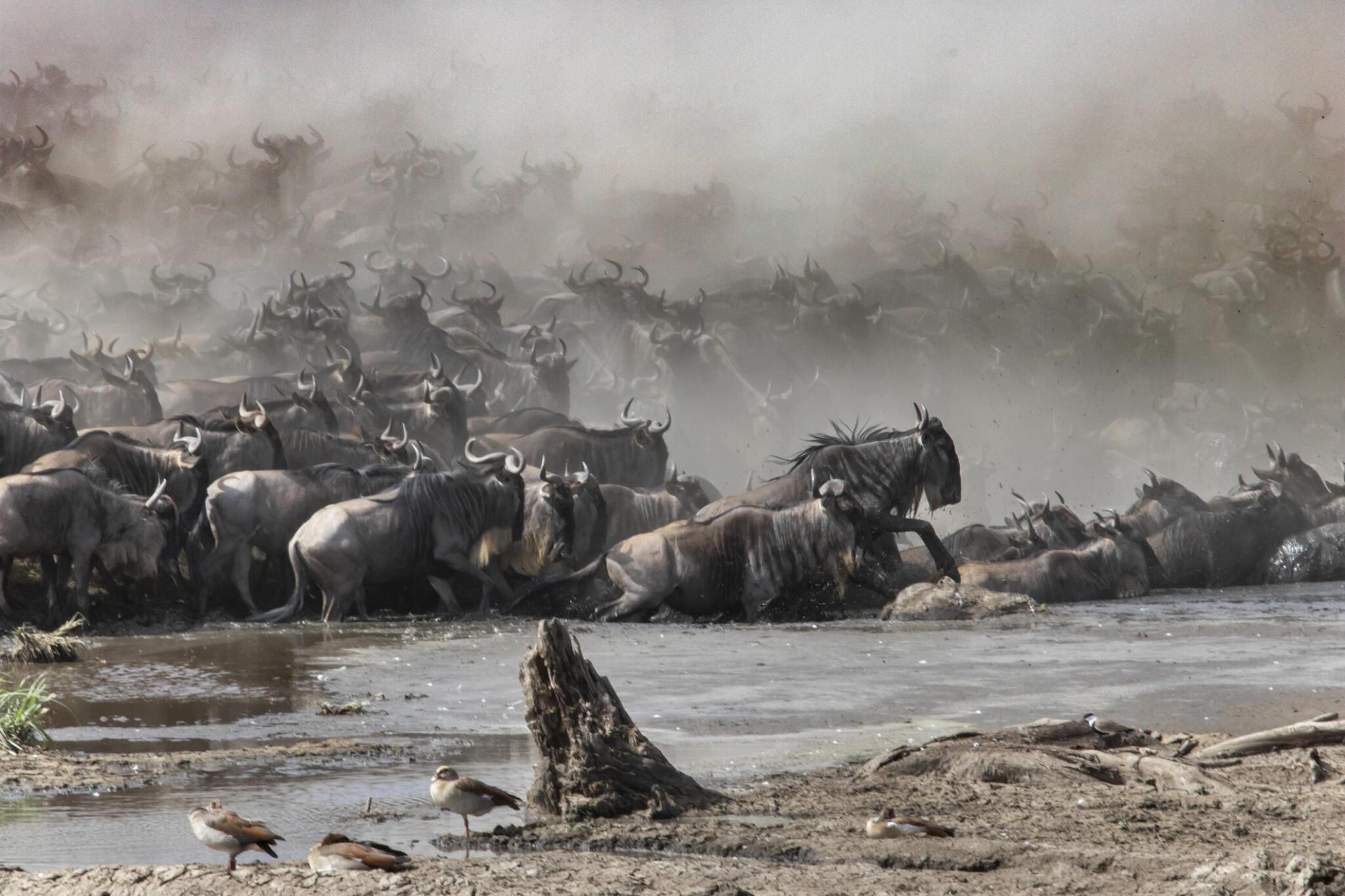 7 Days Kenya and Tanzania Fly In Migration Safari