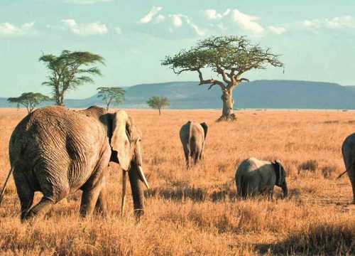 Tarangire national Park