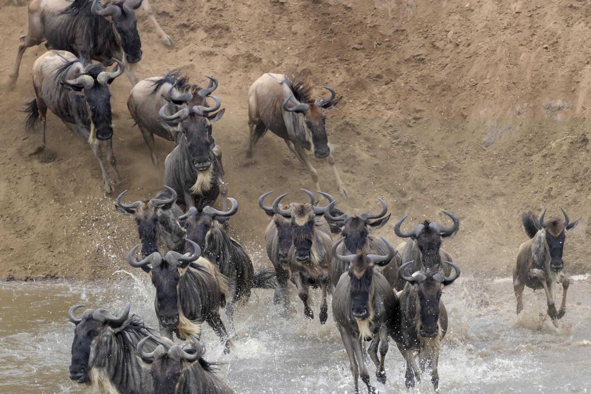 The greatest Wildebeest Migration in Serengeti National Park